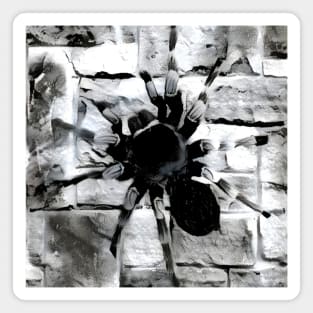 Spider Black and White Spray Paint Wall Magnet